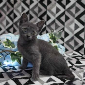Domestic Short Hair Cats Available for Adoption in Wheaton, Illinois - Willow (Will) | PetCurious