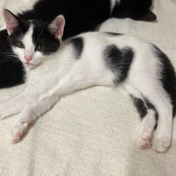 Bessie -  Domestic Short Hair Cat for Adoption in Johnson City, Tennessee - Bessie | PetCurious