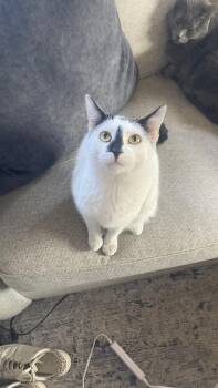 Rescue Domestic Short Hair Cats for Adoption in Mokena, Illinois - King Julian | PetCurious
