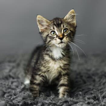 Rescue Domestic Medium Hair Cats for Adoption in Saint Paul, Minnesota - Nancy Sinatra | PetCurious