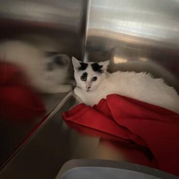 Santa Fe -  Domestic Short Hair Cat for Adoption in West Des Moines, Iowa - Santa Fe | PetCurious