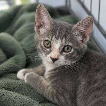 Domestic Short Hair Cats Available for Adoption in Houston, Texas - Surya | PetCurious