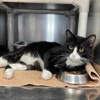 Tinker -  Domestic Short Hair Cat for Adoption in Roanoke, Virginia - Tinker | PetCurious