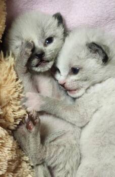 white kitten -  Domestic Medium Hair Cat for Adoption in Green River, Wyoming - White Kitten | PetCurious