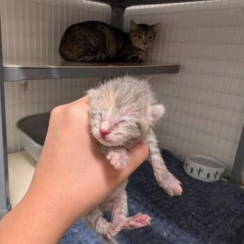 Velma (Purple) -  Domestic Short Hair Cat for Adoption in League City, Texas - Velma (Purple) | PetCurious