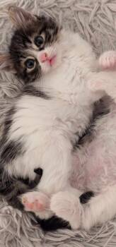 Domestic Short Hair Cats Available for Adoption in Salinas, California - Luna | PetCurious
