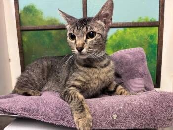 TABATHA -  Domestic Short Hair Cat for Adoption in Houston, Texas - TABATHA | PetCurious