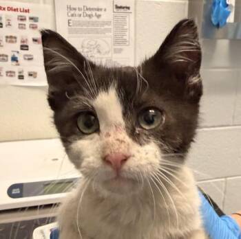 Honey Badger -  Domestic Short Hair Cat for Adoption in Golden, Colorado - Honey Badger | PetCurious