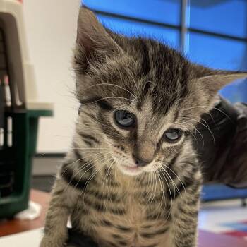 Domestic Short Hair Cats Available for Adoption in Edinburg, Texas - Crimson | PetCurious