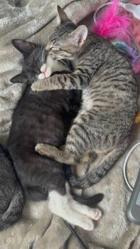 Domestic Short Hair Cats Available for Adoption in Hazlet, New Jersey - Milk Mouth | PetCurious
