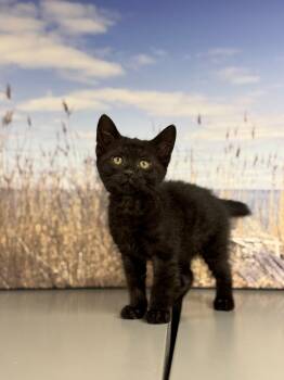 Pluto -  Domestic Short Hair Cat for Adoption in Syosset, New York - Pluto | PetCurious