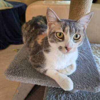 Calleigh -  Dilute Calico Cat for Adoption in Honolulu, Hawaii - Calleigh | PetCurious