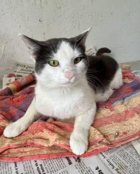 Domestic Short Hair Cats Available for Adoption in Stuart, Virginia - Marble | PetCurious
