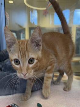 ABU -  Domestic Short Hair Cat for Adoption in Tracy, California - ABU | PetCurious