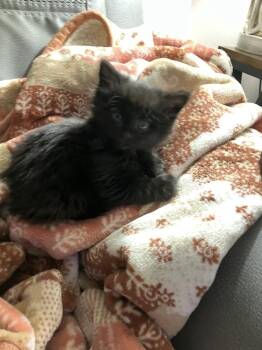 Domestic Medium Hair Cats Available for Adoption - Cassian | PetCurious