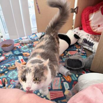 Molly -  Domestic Long Hair Cat for Adoption in Calimesa, California - Molly | PetCurious