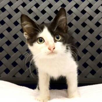 Caramel -  Domestic Short Hair Cat for Adoption in Fort Davis, Texas - Caramel | PetCurious