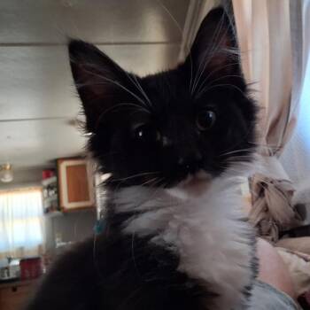 Boots -  Domestic Short Hair Cat for Adoption in Ashland, Oregon - Boots | PetCurious