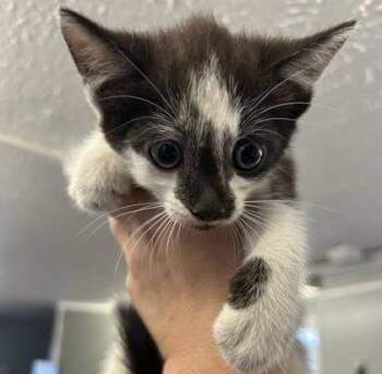 Q-Tip -  Domestic Short Hair Cat for Adoption in West Memphis, Arkansas - Q-Tip | PetCurious