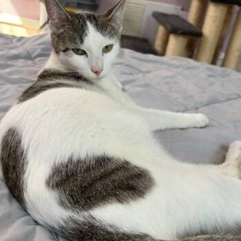 Fiona -  Domestic Short Hair Cat for Adoption in Kenhorst, Pennsylvania - Fiona | PetCurious