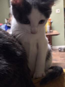 Domestic Short Hair Cats Available for Adoption in Dallas, Texas - Mango Habanero | PetCurious