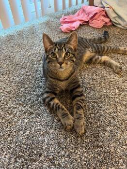 Penny -  Domestic Short Hair Cat for Adoption in Brant, Michigan - Penny | PetCurious