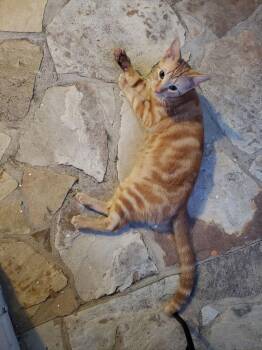 Squirt  felv positive. 5122176524 -  Domestic Short Hair Cat for Adoption in Dallas, Texas - Squirt  Felv Positive. 5122176524 | PetCurious