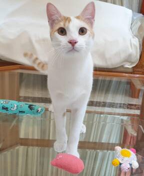 Cream Puff - Affectionate lap kitten - Active & playful - READ F -  Domestic Short Hair Cat for Adoption in Toronto, Ontario - Cream Puff - Affectionate Lap Kitten - Active & Playful - READ F | PetCurious