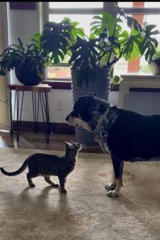 Storm (Please contact the owner directly) -  Domestic Short Hair Cat for Adoption in Montrose, Colorado - Storm (Please Contact The Owner Directly) | PetCurious