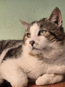 Benjamin -  Domestic Short Hair and Tabby Cat for Adoption in Vancouver, Washington - Benjamin | PetCurious
