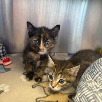 Domestic Medium Hair Cats Available for Adoption in Madisonville, Tennessee - Ember | PetCurious