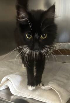 Rescue Domestic Short Hair Cats for Adoption in Cumming, Georgia - Clara | PetCurious