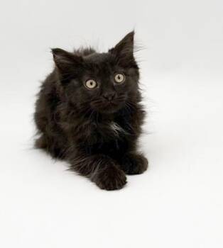 Olivia -  Domestic Long Hair and Domestic Short Hair Cat for Adoption in Bowling Green, Kentucky - Olivia | PetCurious