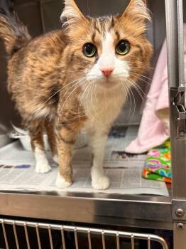 Domestic Long Hair Cats Available for Adoption - Sage | PetCurious