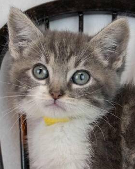 Phoebe -  Domestic Short Hair Cat for Adoption in Kennesaw, Georgia - Phoebe | PetCurious