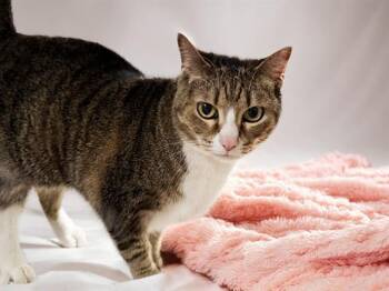 SOPHIE -  Domestic Short Hair Cat for Adoption in Fort Lauderdale, Florida - SOPHIE | PetCurious