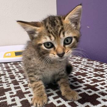 Beau -  Domestic Short Hair Cat Available for Adoption in Englewood, Florida - Beau | PetCurious