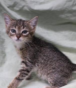Purrnut -  Domestic Short Hair Cat for Adoption in Thief River Falls, Minnesota - Purrnut | PetCurious