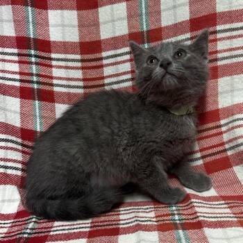 Liberty* -  Domestic Short Hair Cat for Adoption in San Gabriel, California - Liberty* | PetCurious