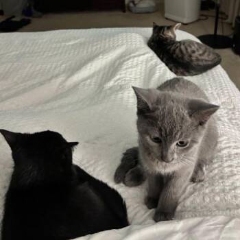 Sparkles 2026 -  Domestic Short Hair Cat for Adoption - Sparkles 2026 | PetCurious