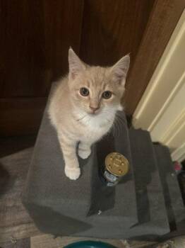Tuffy -  Domestic Short Hair Cat for Adoption in Candler, North Carolina - Tuffy | PetCurious