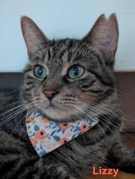 Rescue Domestic Short Hair Cats for Adoption in Montreal, Quebec - Lizzy | PetCurious