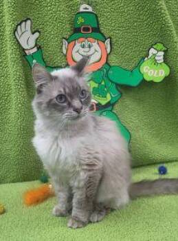 Domestic Long Hair Cats Available for Adoption - Jasmine | PetCurious