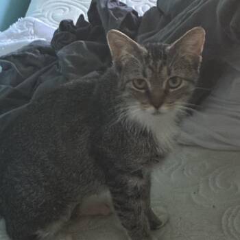 Anorexia -  Domestic Short Hair Cat for Adoption in Grantsville, Utah - Anorexia | PetCurious
