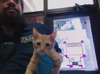 TECNA -  Domestic Short Hair Cat for Adoption in Tulsa, Oklahoma - TECNA | PetCurious