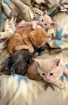 Domestic Short Hair Cats Available for Adoption in Nashville, Tennessee - Gilmore Girl Kitten Litter | PetCurious