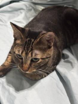Eleanor -  Tabby and Domestic Short Hair Cat for Adoption in Liverpool, Texas - Eleanor | PetCurious