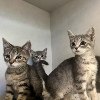 Willy -  Domestic Short Hair Cat for Adoption in Dayton, Ohio - Willy | PetCurious
