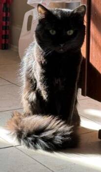 Lunaris -  Domestic Long Hair and Domestic Short Hair Cat for Adoption in Fairfax, Virginia - Lunaris | PetCurious