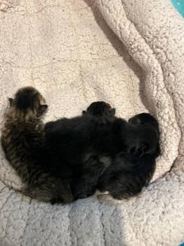 Tiger Cats Available for Adoption in Syracuse, Indiana - Dior | PetCurious